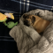 Wiggles